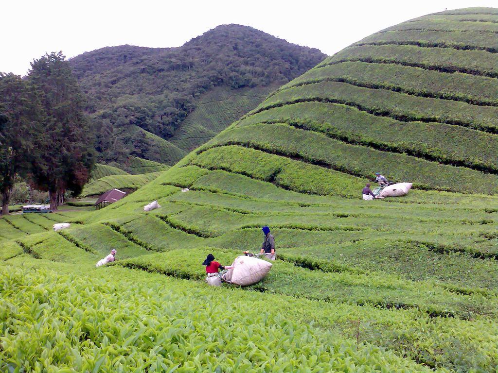 Hillview Inn Cameron Highlands Zewnętrze zdjęcie